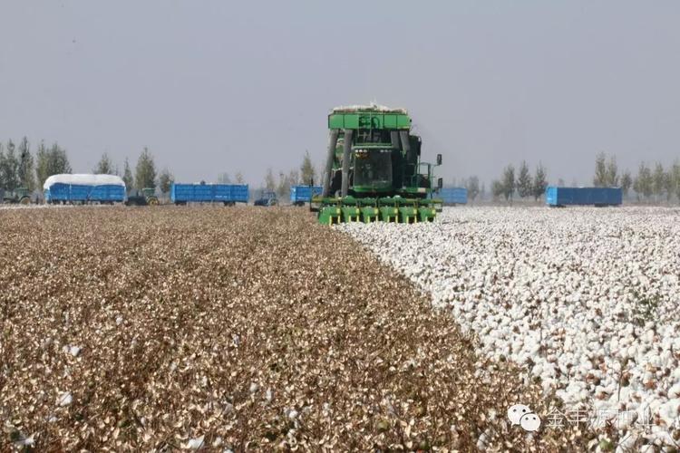 新疆棉籽最新收购价及棉花产量