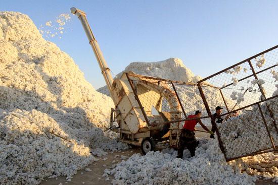 10月26日,棉农在新疆哈密西戈壁棉花收购点上交售新棉.