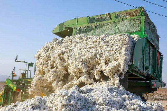 籽棉短期收购价在政策打压回调后仍有继续走高的可能|棉农|皮棉|棉花