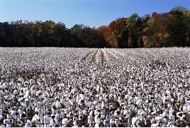 棉花|农作物|经济作物