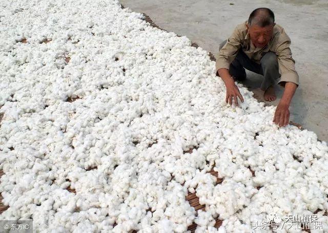 哪些棉花生产环节影响着棉花质量呢